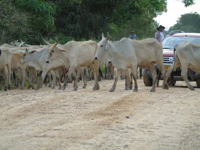 ganadería-alareitnociasi