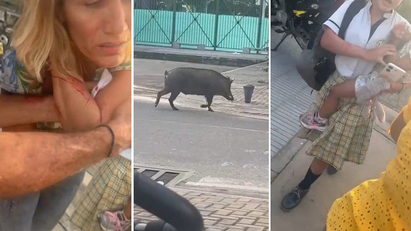Cerdo Salvaje Ataca a Una Mujer y a sus Hijos en Casco Urbano de Arauca - Al Aire Noticias