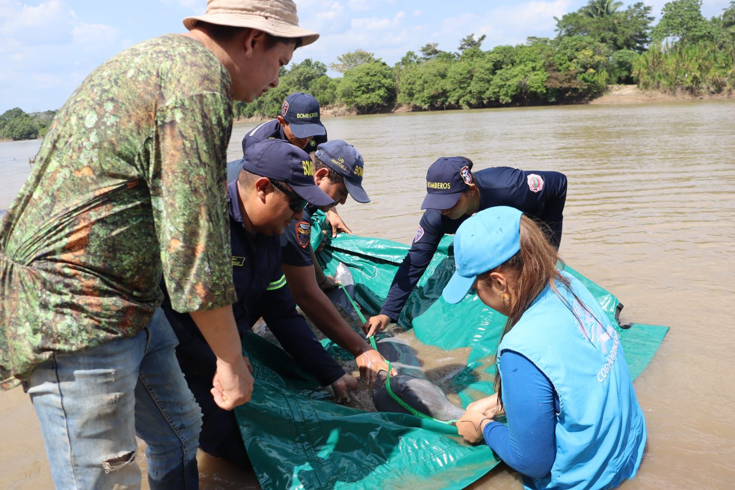 rescate de tonina o delfin rosado 03 al aire noticias 1 noticias de arauca