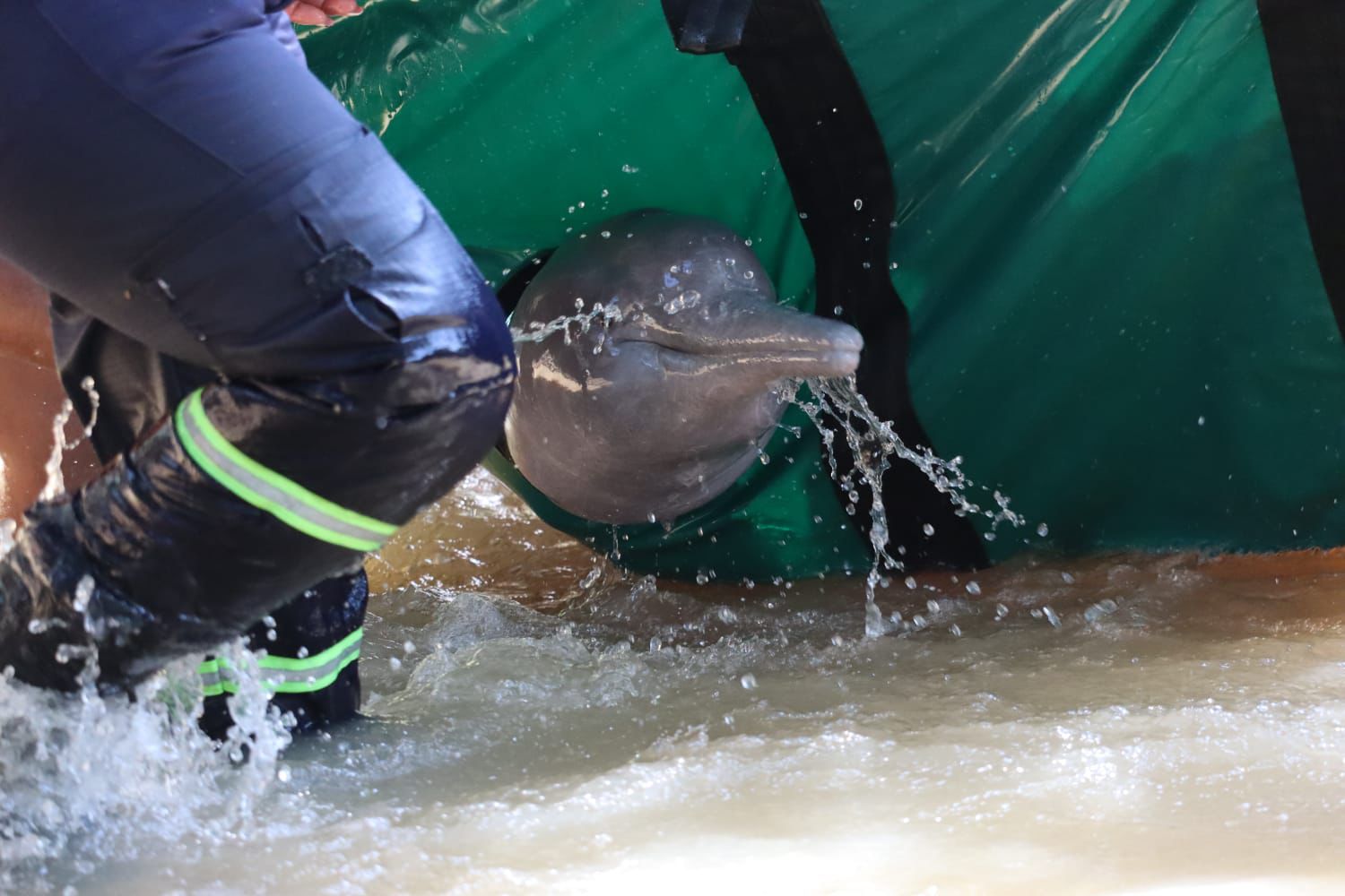 rescate de tonina o delfin rosado 04 al aire noticias 1 noticias de arauca