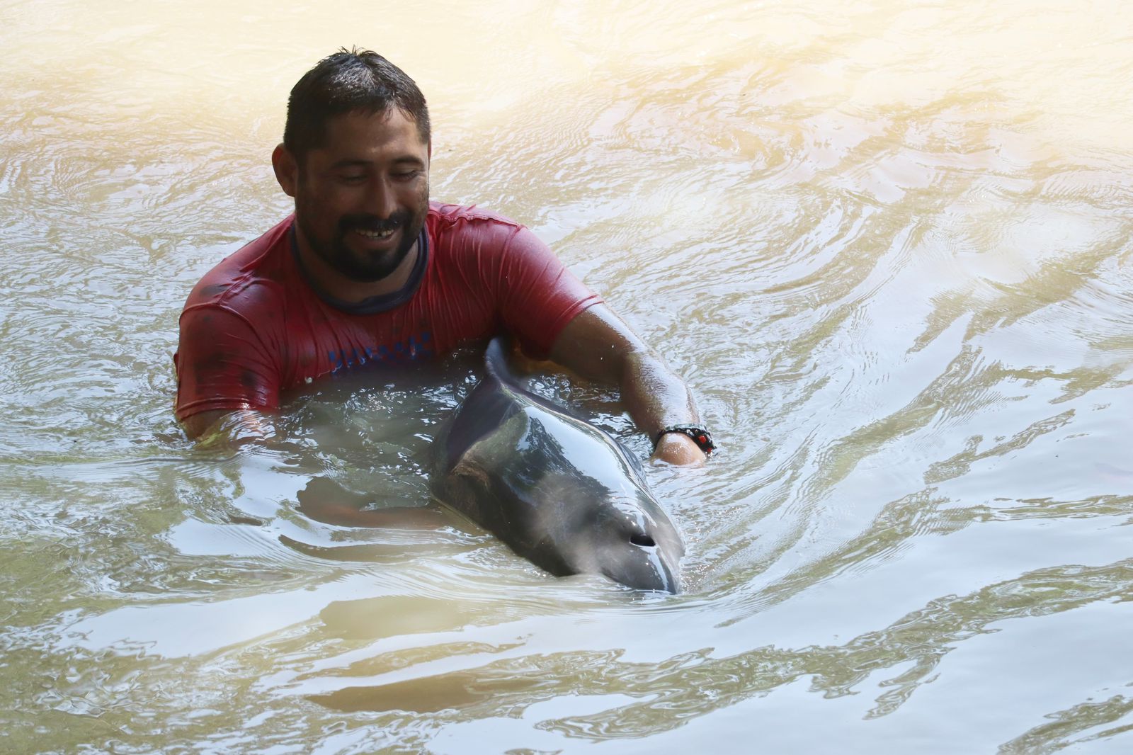 rescate de tonina o delfin rosado 07 al aire noticias noticias de arauca