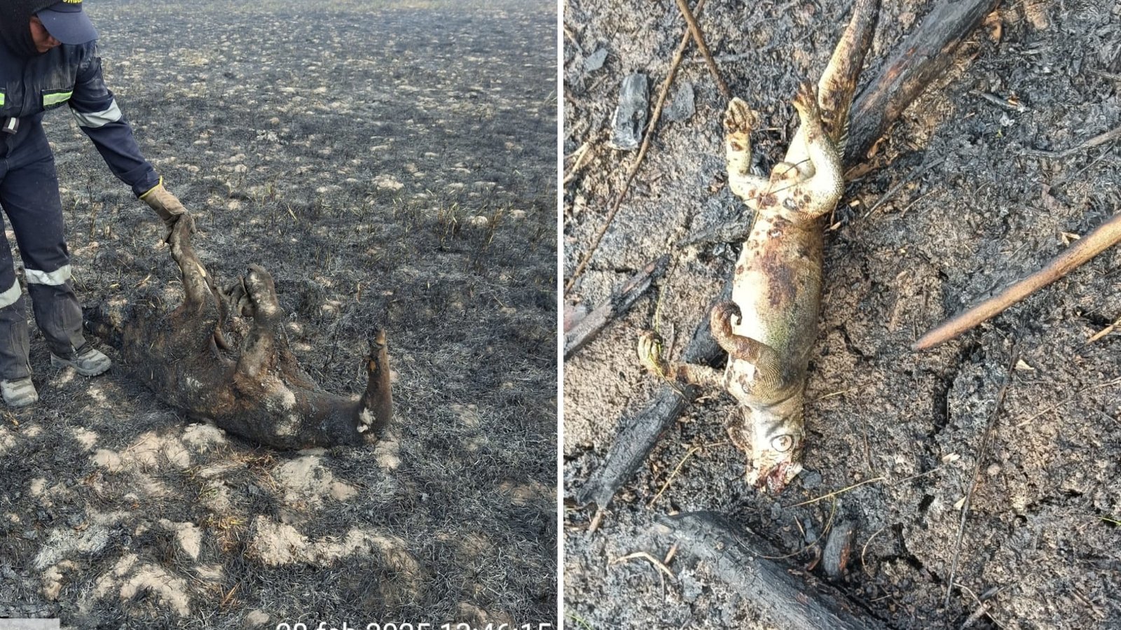 Fauna en peligro: Quemas en Arauca amenazan especies clave para el ecosistema