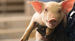 Universidad Nacional sede Orinoquía oferta diplomado en Producción Animal