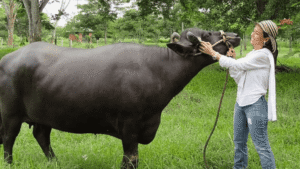 Arauquita será sede de la Segunda Feria Bufalina del 27 al 30 de Junio