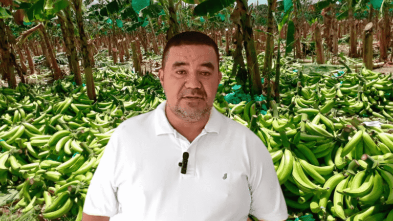Arauca es potencia platanera, pero se requiere más apoyo para su industrialización