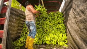Arauca se destaca como líder en producción de plátano en Colombia