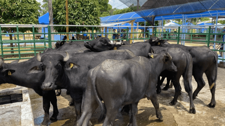 Feria Bufalina en Arauquita reunirá a expertos y productores durante tres días de actividades técnicas y culturales