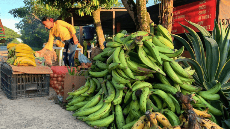 Arauca realizará su primer mercado campesino el 19 de julio en la plazoleta de la Alcaldía