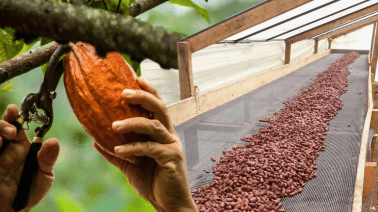 Producción de cacao en Arauca impulsa economía, empleo y sostenibilidad