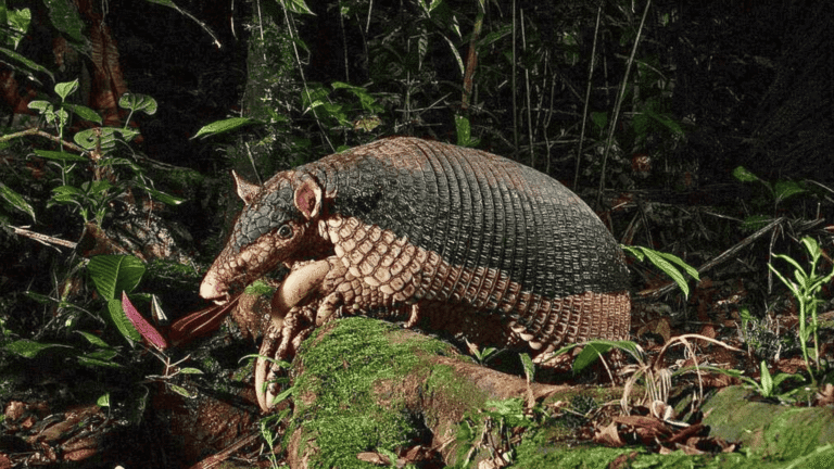 Con jornada educativa y familiar buscan promover la conservación del cachicamo en Arauca