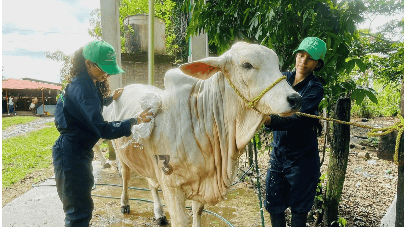 Tame se prepara para su feria ganadera del 31 de octubre al 3 de noviembre