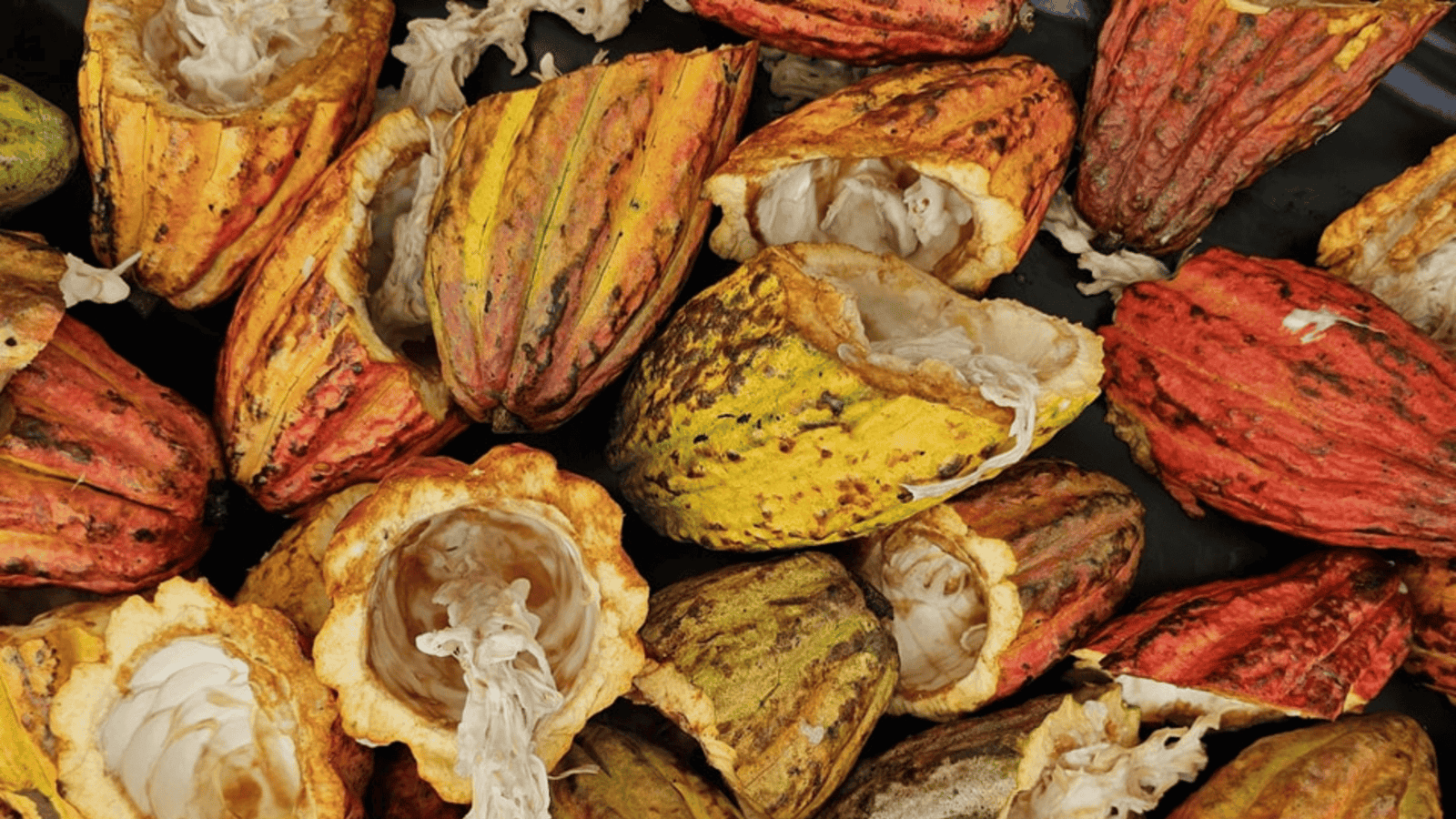 Concurso Nacional de Cacao ‘Grano de Oro’ 2025 anunció a los 10 finalistas