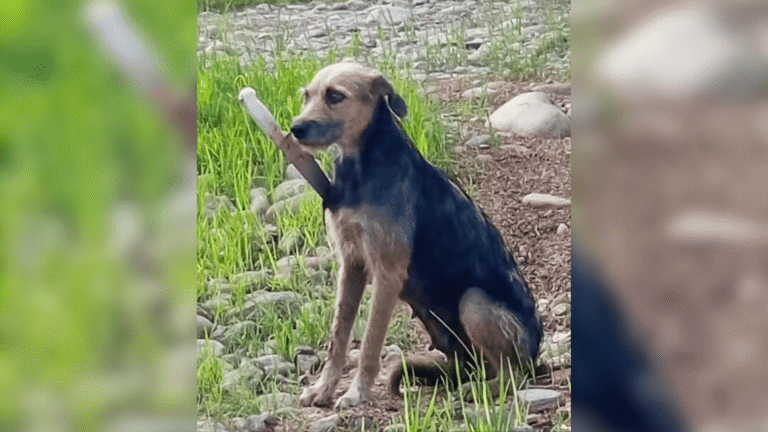 Autoridades investigan caso de maltrato animal en la vereda Chaparrito