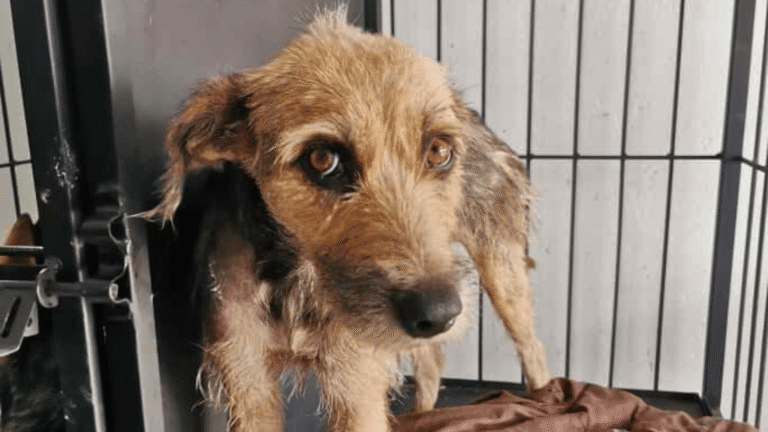 Perrita atacada con cuchillo en zona rural de Arauca se recupera tras cirugía de urgencia