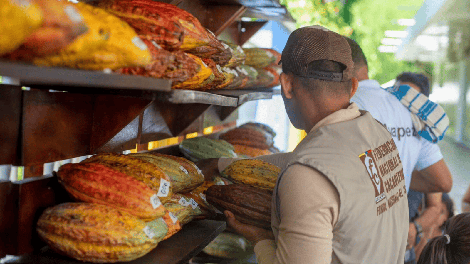 Productores ahora enfrentan caída en precio del cacao tras año de bonanza