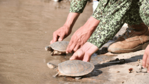 Liberadas 50 tortugas galápago en el río Arauca