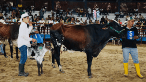 Todo listo en Fortul para la feria ganadera y agropecuaria del 12 al 15 de diciembre