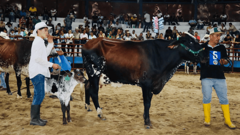 Todo listo en Fortul para la feria ganadera y agropecuaria del 12 al 15 de diciembre