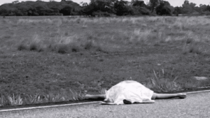 Hombre apareció muerto sobre la vía Tame – Fortul