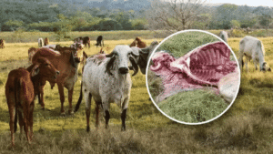 Arauca concentra la mayoría de casos de abigeato y carneo en el departamento