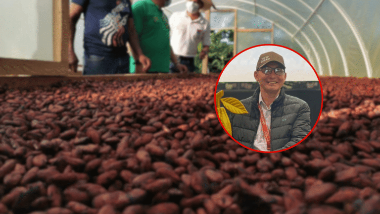 Precio del cacao se desploma: preocupación en el gremio araucano