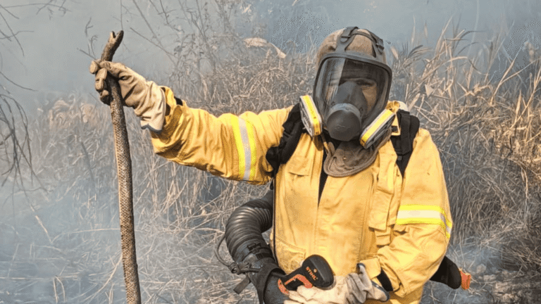 Fauna en Arauca enfrenta desplazamiento y riesgo por incendios