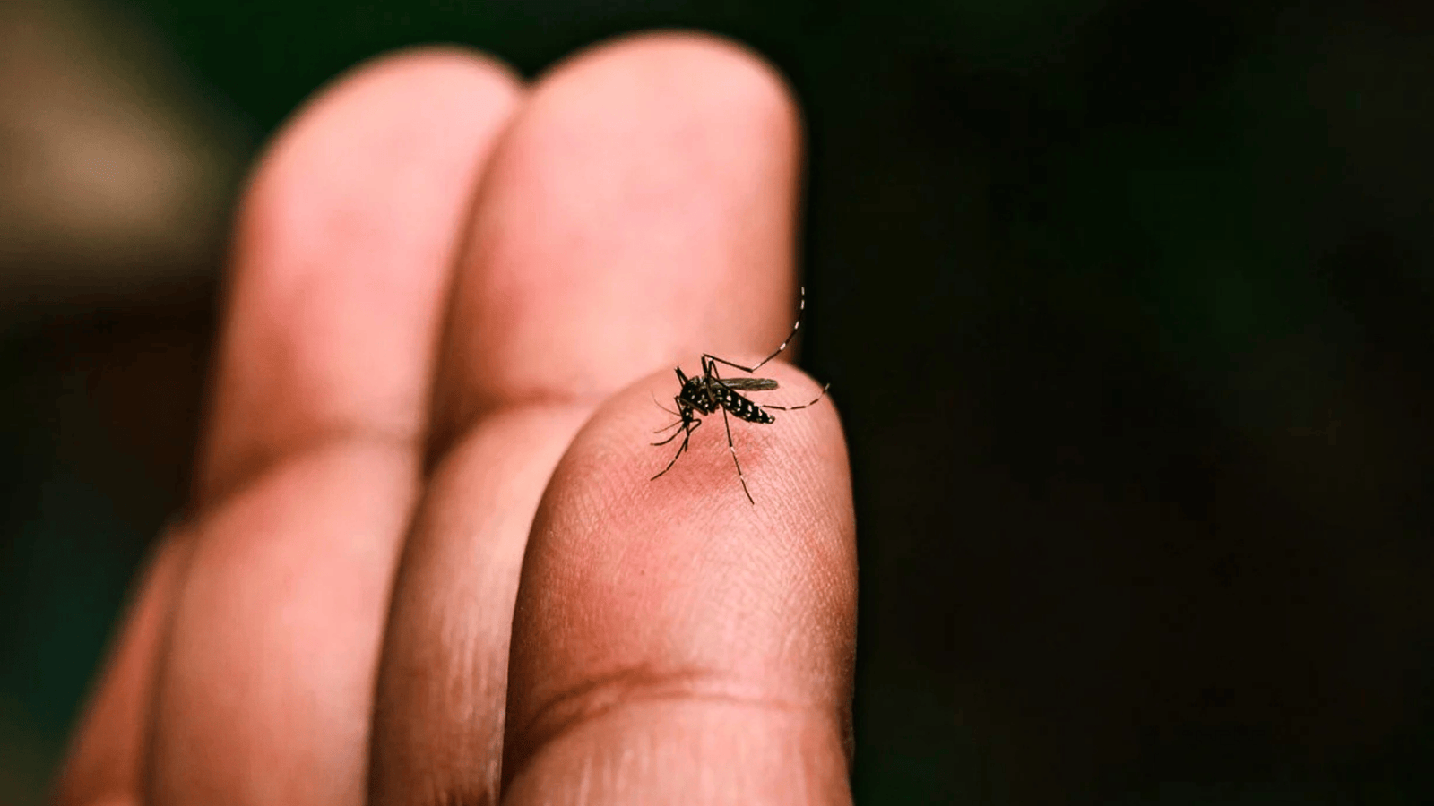 dengue arauca casos - al aire noticias