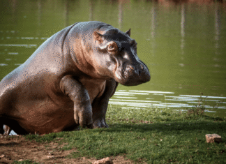 Plan del Gobierno sobre hipopótamos genera debate: bióloga explica razones