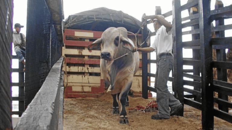 Ganaderos reportan dificultades para tramitar guías de movilización