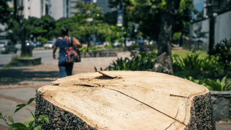 Talar árboles sin permiso es infracción ambiental: Corporinoquia
