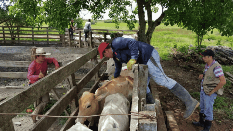 Inició el primer ciclo de vacunación contra la fiebre aftosa en Colombia